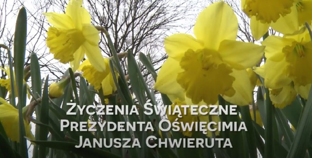 Żółte żonkile a na ich tle napis życzenia świąteczne prezydenta Oświęcimia