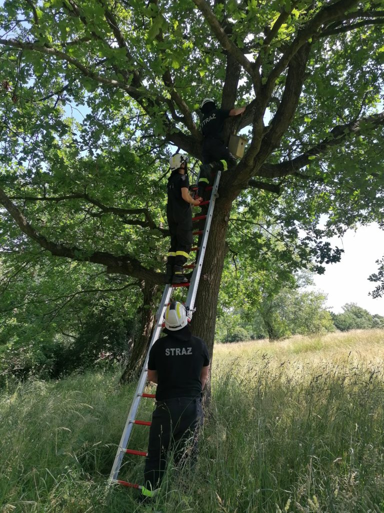 Ochotnicy z OSP montują domki dla ptaków na drzewie