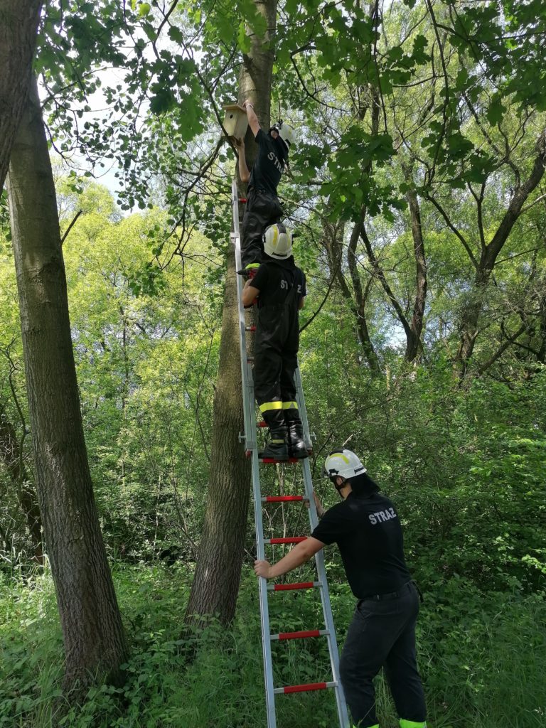 Ochotnicy z OSP montują domki dla ptaków na drzewie