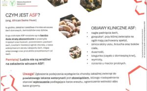 Powiatowy lekarz weterynarii w Oświęcimiu informuje o rozprzestrzenianiu się na terytorium Polski zakaźnej choroby wirusowej ASF