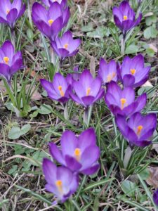 Oświęcim. Tu już jest wiosna! Bulwary zachwycają!