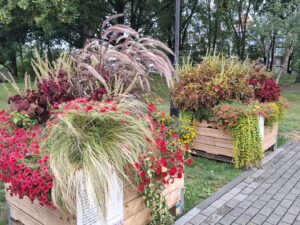 Oświęcim. Kolorowe kompozycje Plantpolu zdobią Oświęcim. Dar firmy dla mieszkańców